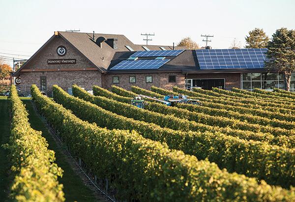 Picture of Wine Vineyards