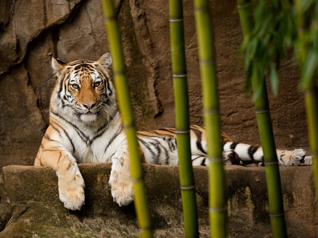 Picture of Riverbanks Zoo & Garden