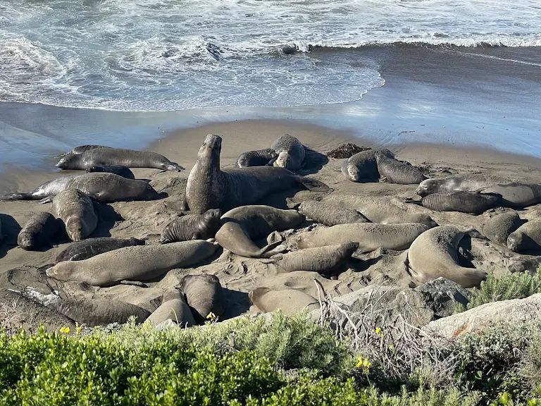 Picture of Elephant seals