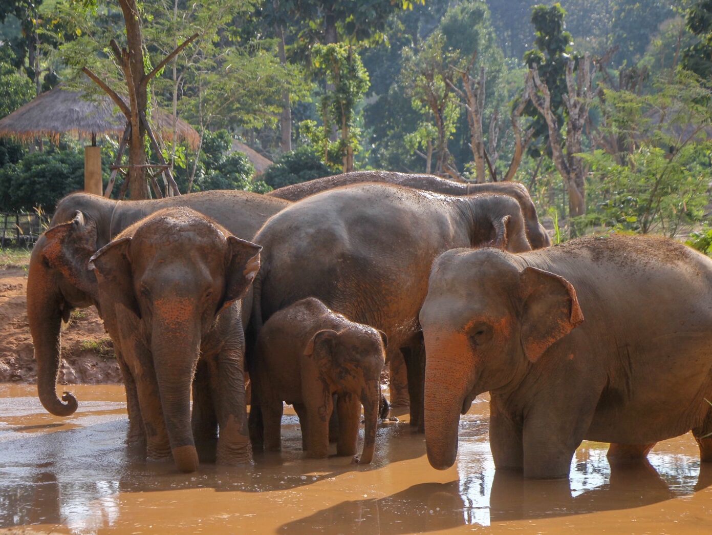 Picture of Mae Rim Elephant Sanctuary