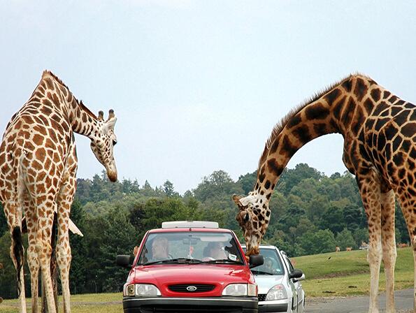 Picture of Natural Bridge Wildlife Ranch