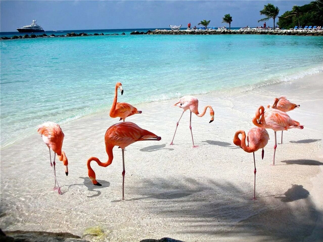 Picture of ❊ Flamencos