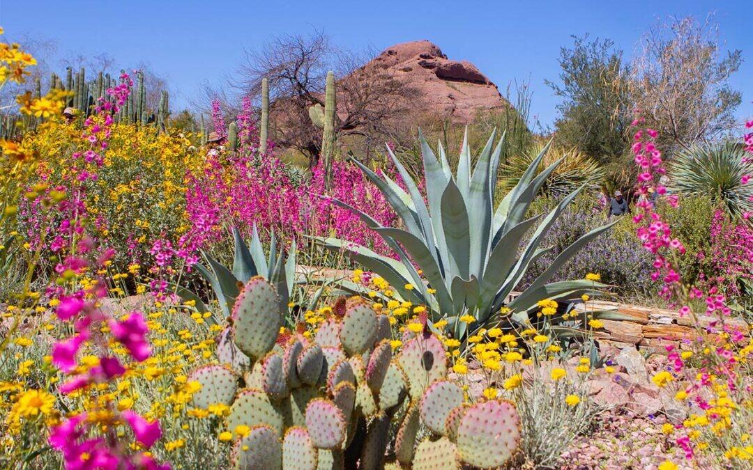 Picture of Desert Botanical Garden