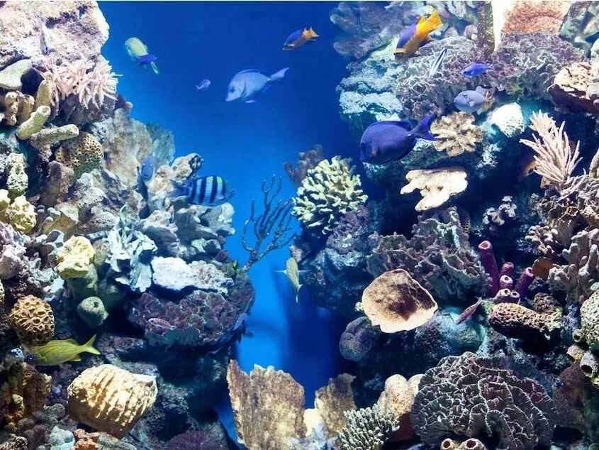 Picture of Snorkeling