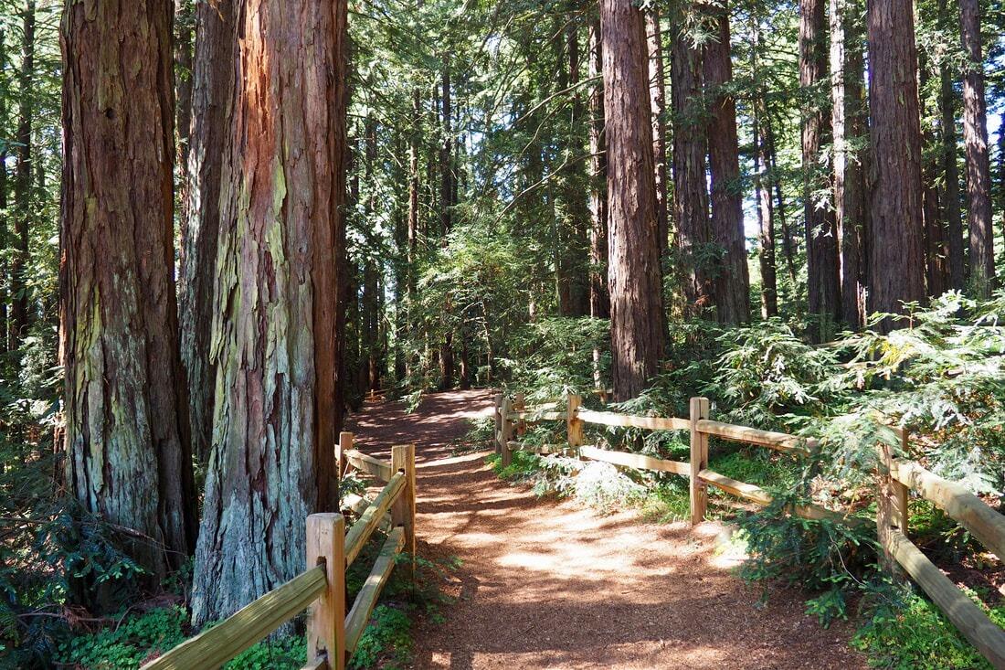 Picture of Reinhardt Redwood Regional Park