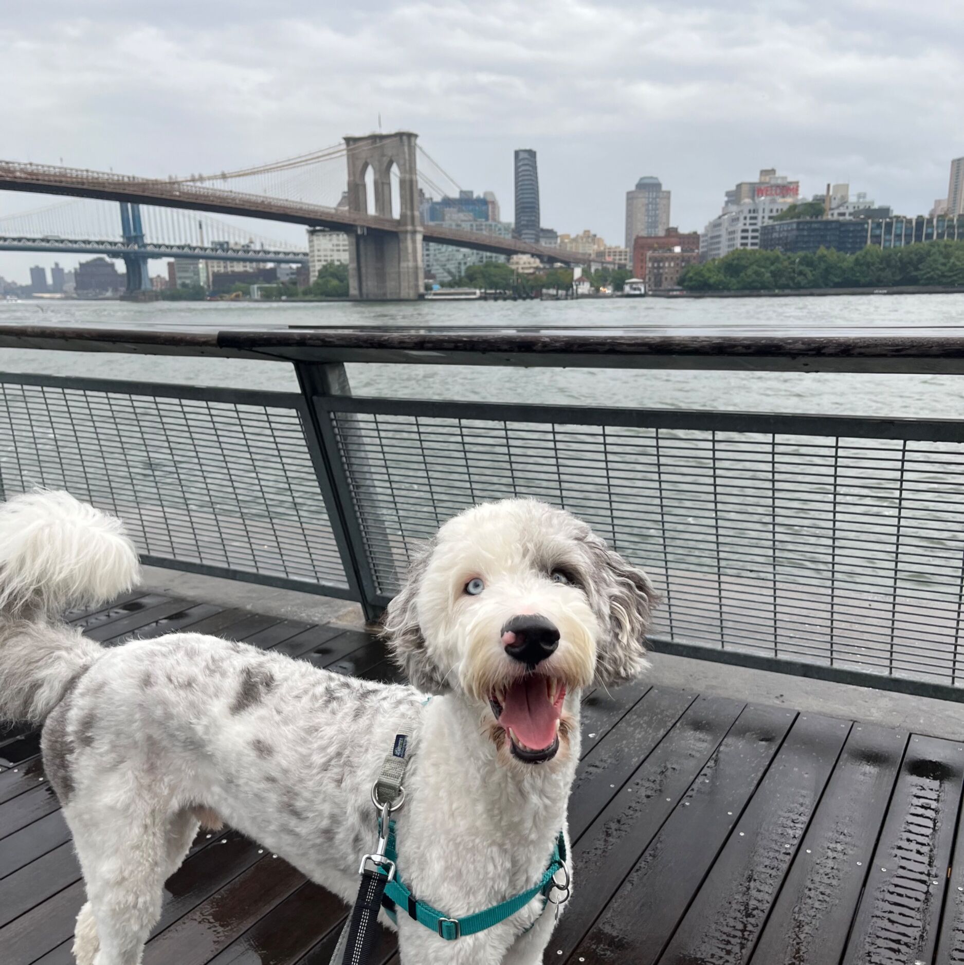Picture of Brooklyn Bridge