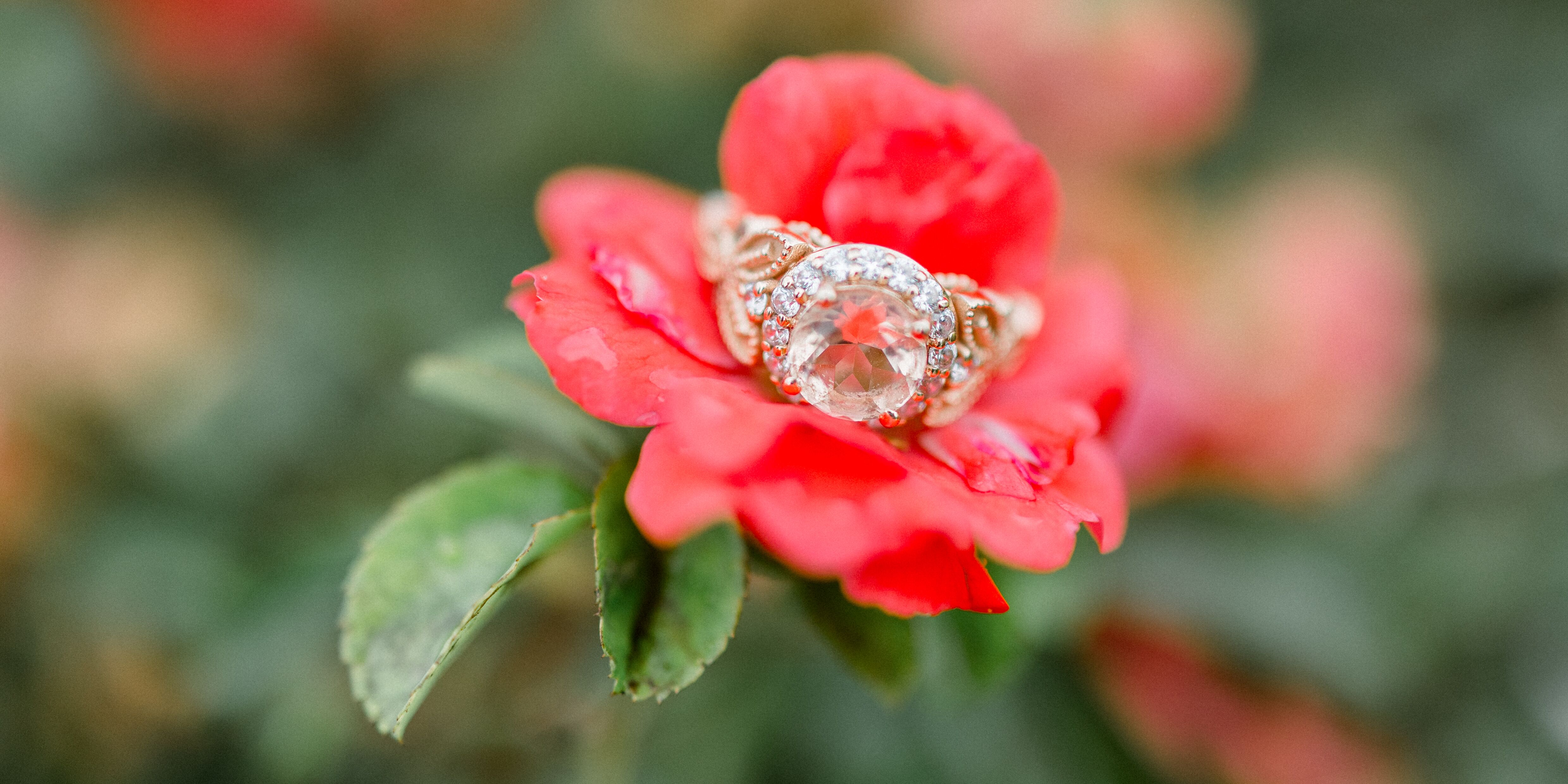 Picture of The Proposal