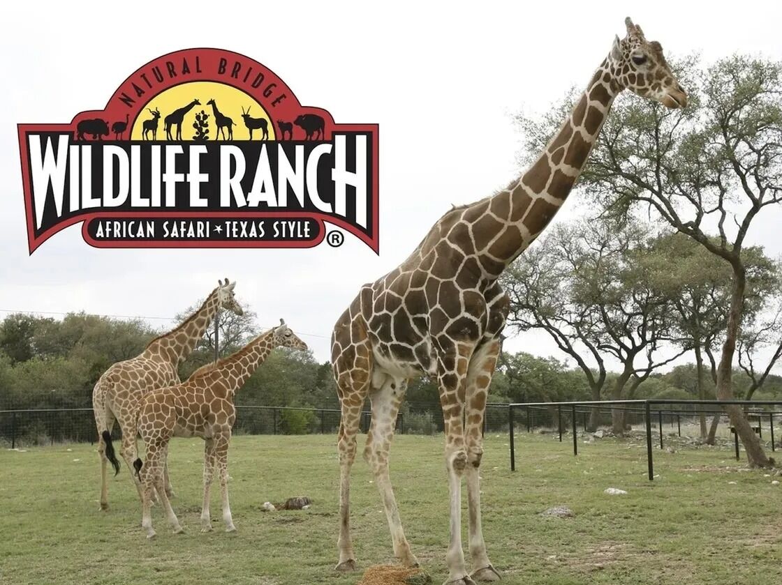 Picture of Natural Bridge Wildlife Ranch