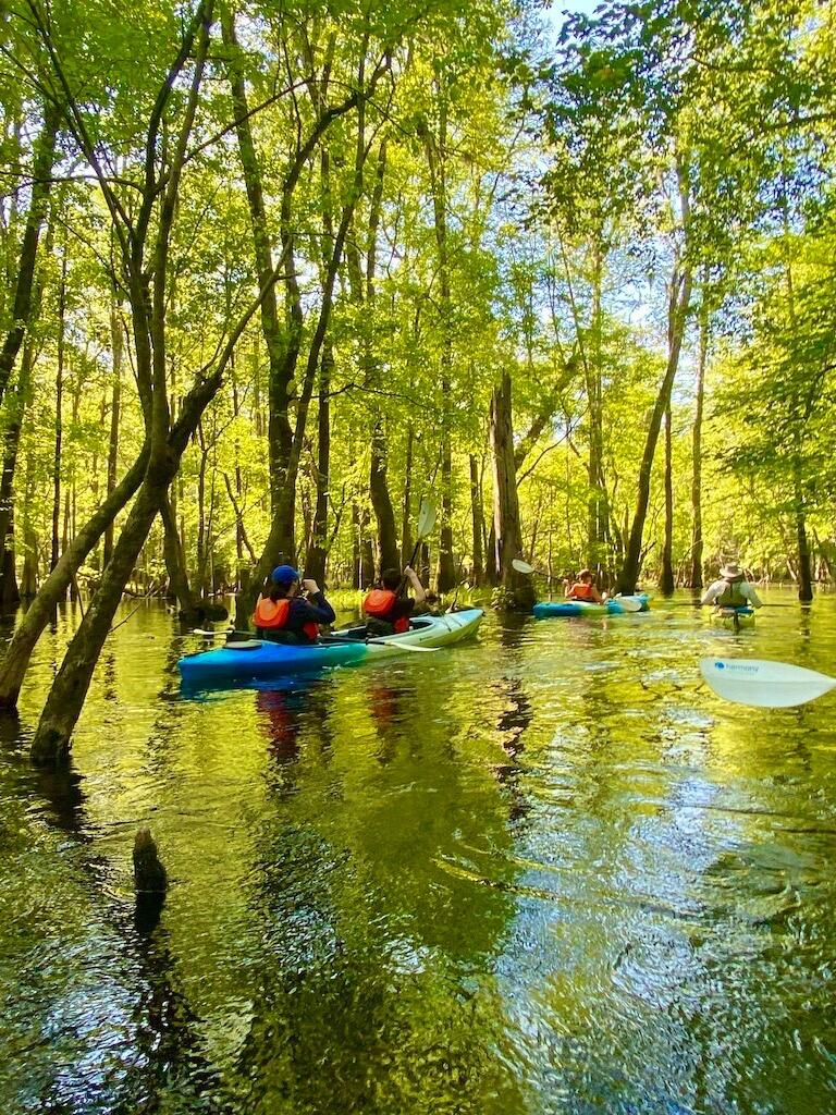 Picture of Kayaking SRQ Tours & Rentals Siesta Key