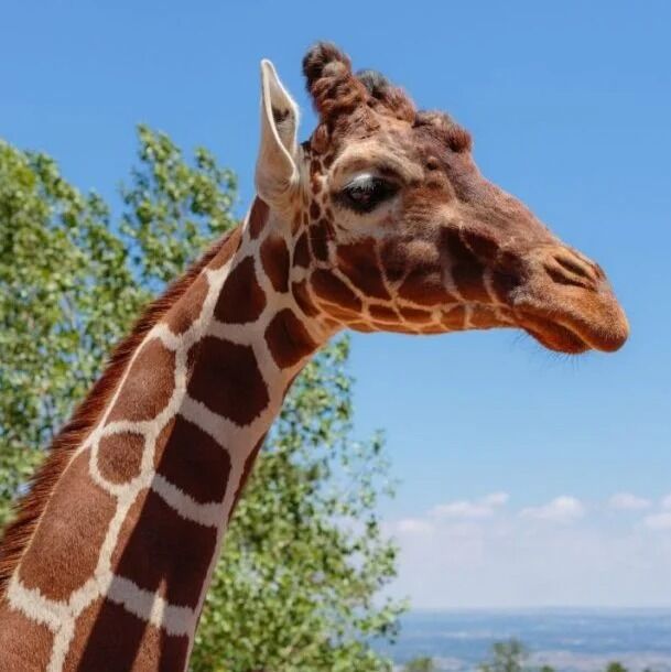 Picture of Cheyenne Mountain Zoo
