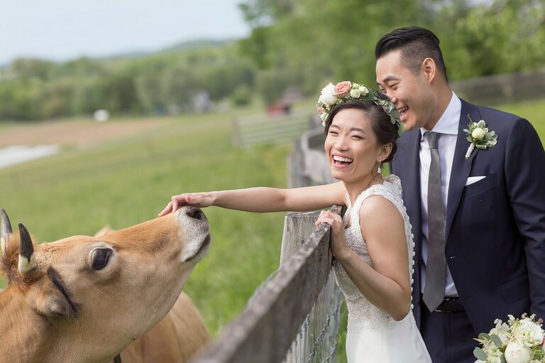 Couple pets cow during wedding portraits on a farm