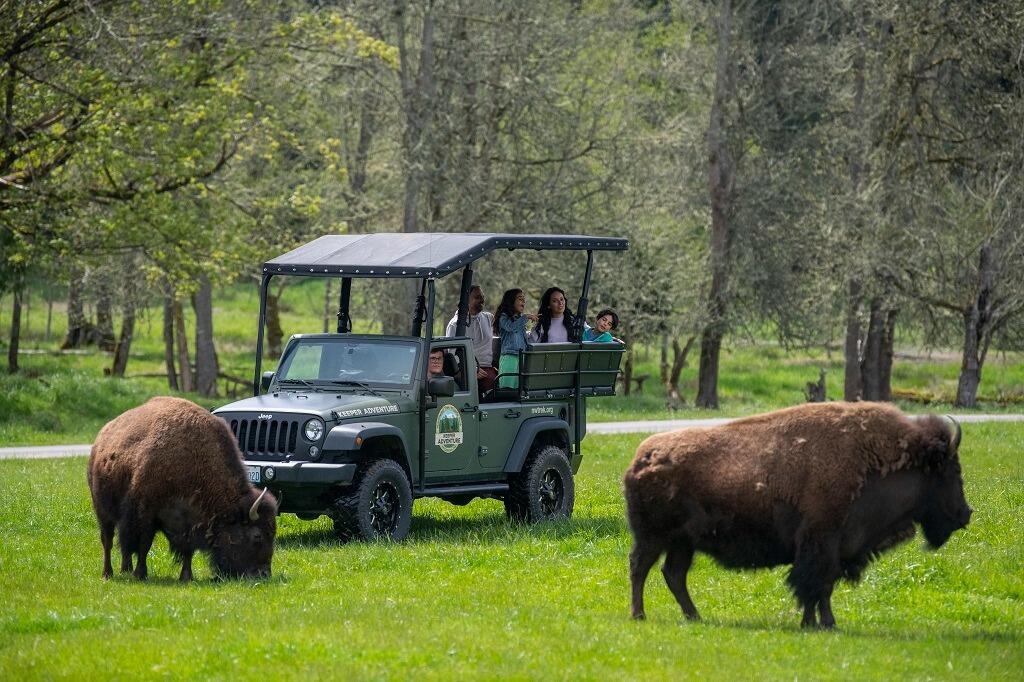 Picture of Northwest Trek Wildlife Park