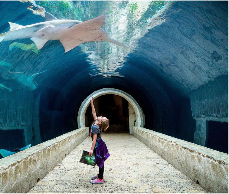 Picture of The Dallas World Aquarium