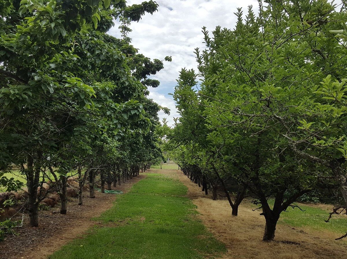 Picture of Wine Tree Cidery