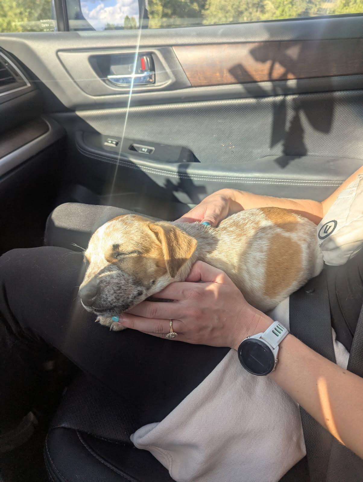 Driving home with our new baby and Ralph's new little sister, Peach, from the Red. She was sooo tiny!