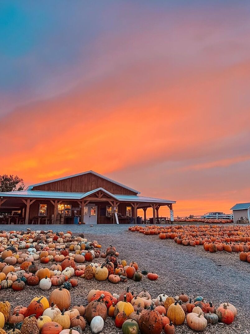 Picture of Tim's Pumpkin Patch