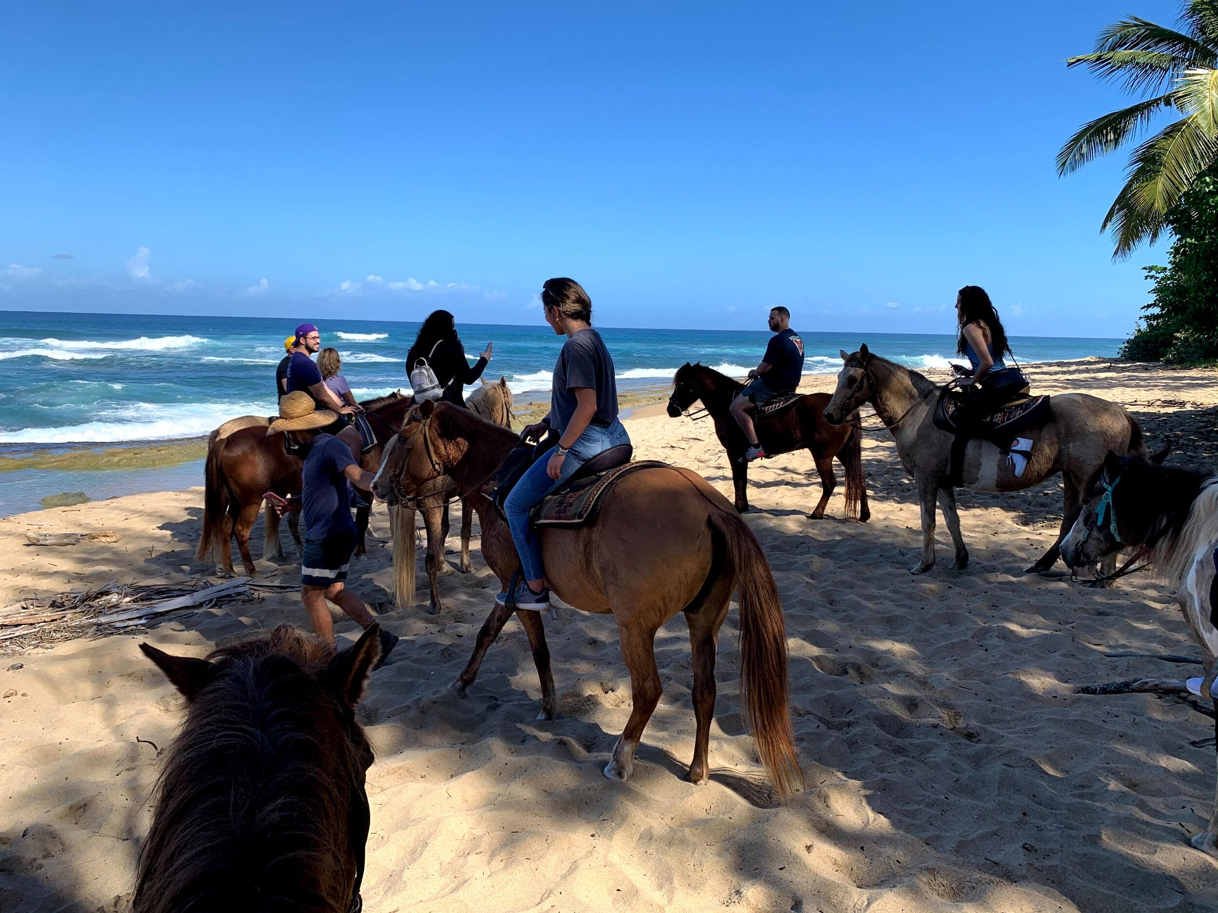 Picture of Tropical Trail Rides