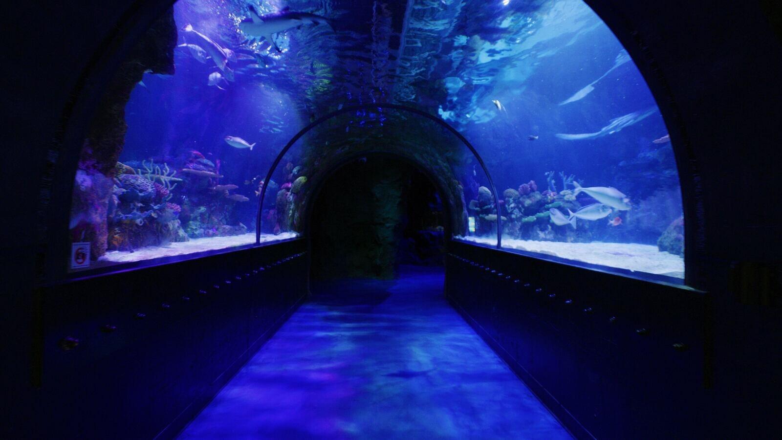 Picture of Shreveport Aquarium