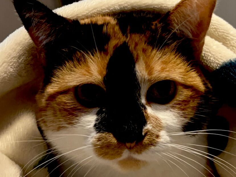 Picture of 3.22.2020 ~ We Adopted Beanie!! 