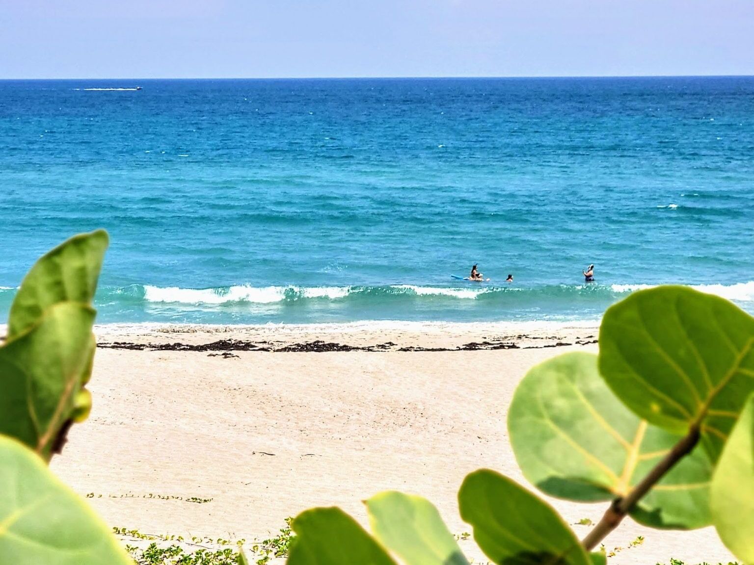 Picture of John D. MacArthur Beach State Park