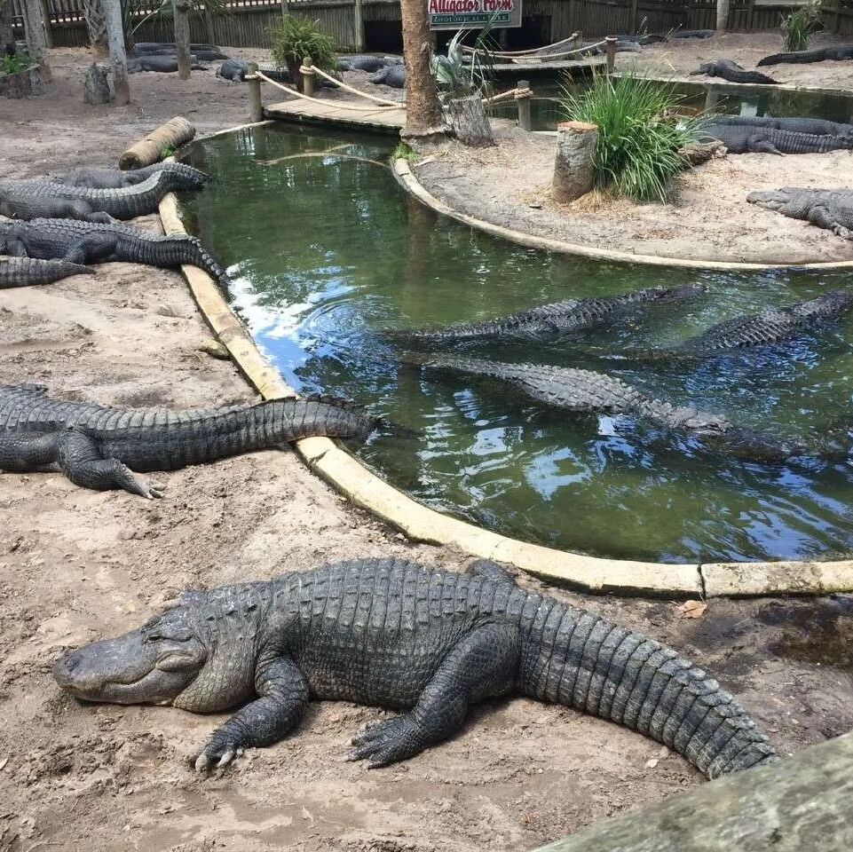 Picture of St. Augustine Alligator Farm Zoological Park