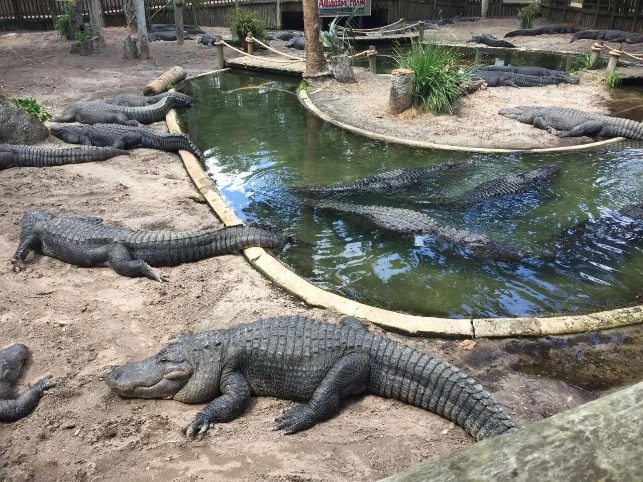 Picture of St. Augustine Alligator Farm Zoological Park