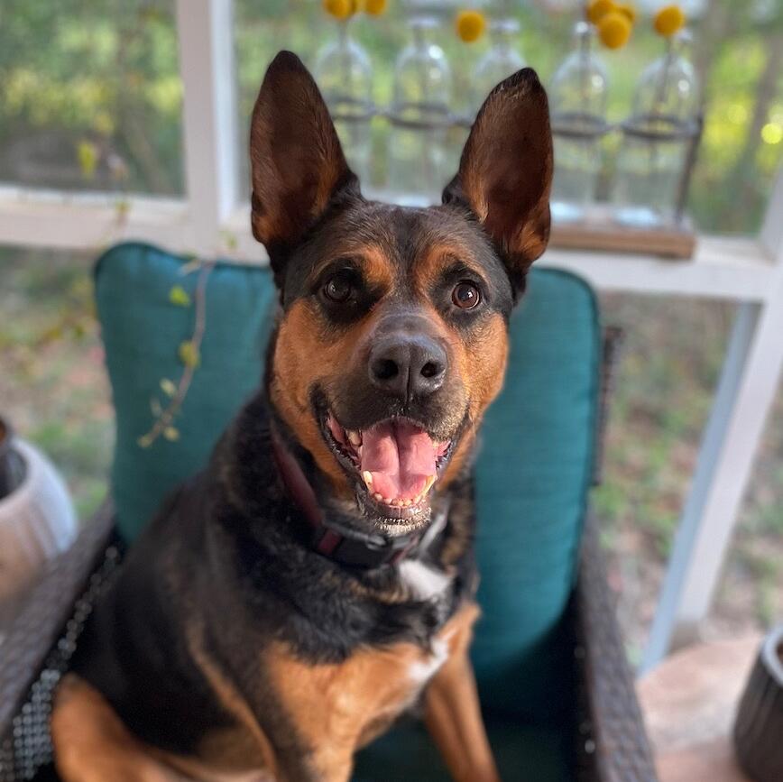 Yogi