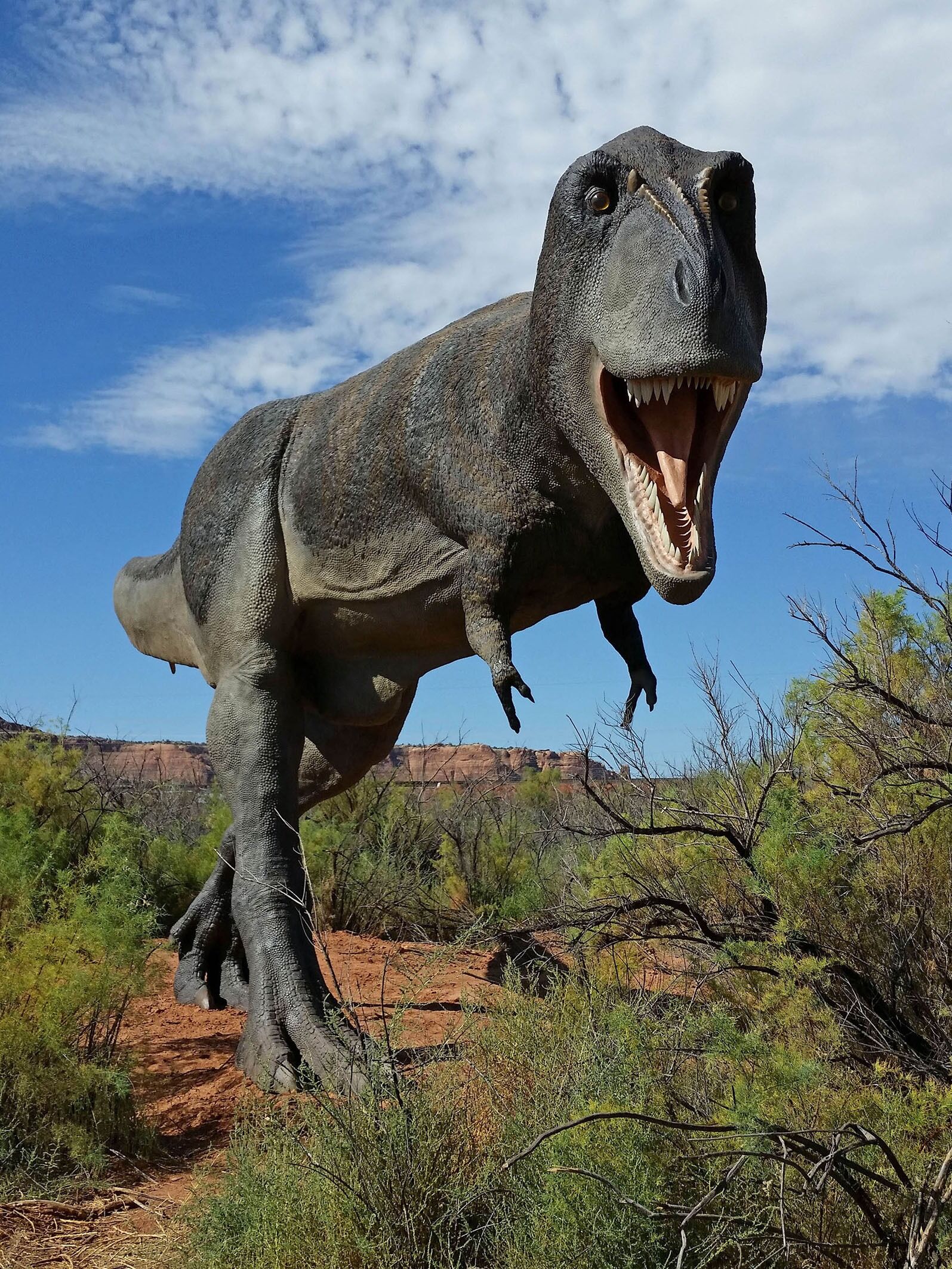 Picture of Moab Giants