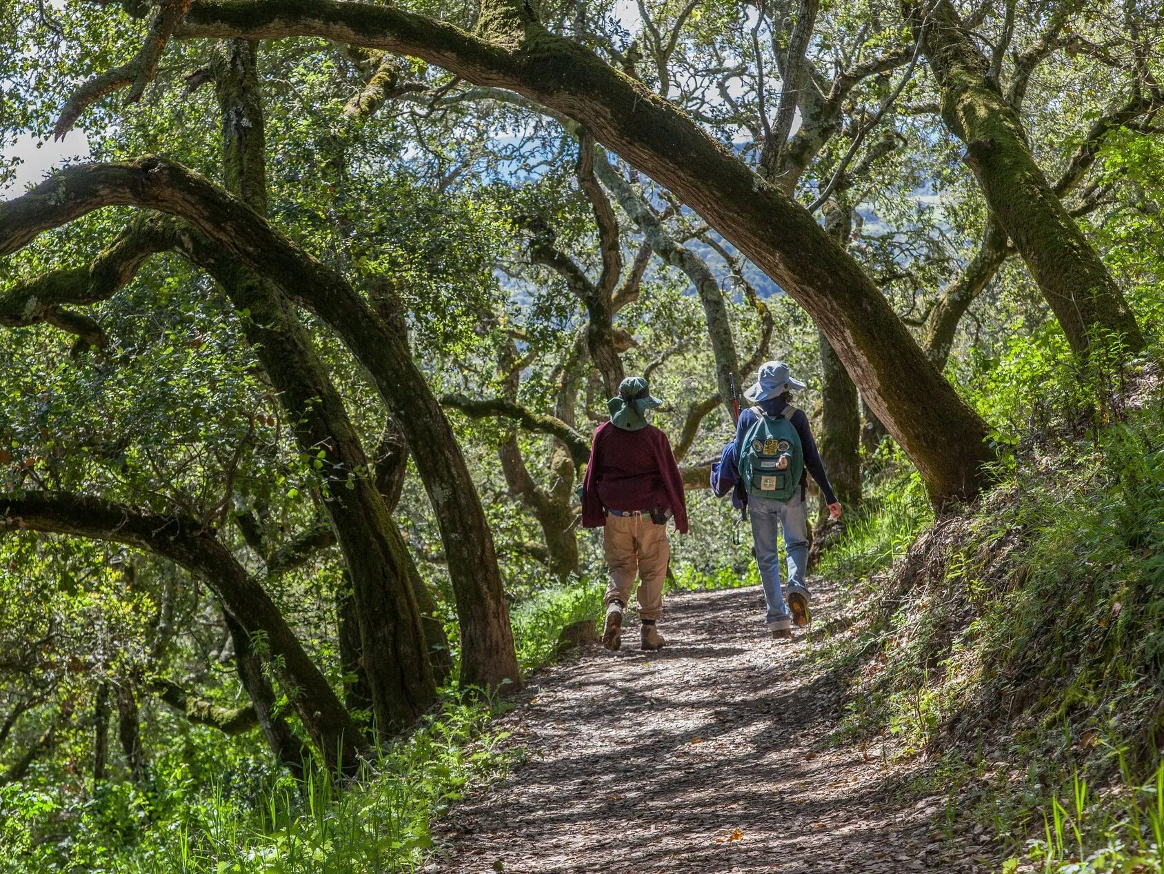Picture of Pulgas Ridge Open Space Preserve