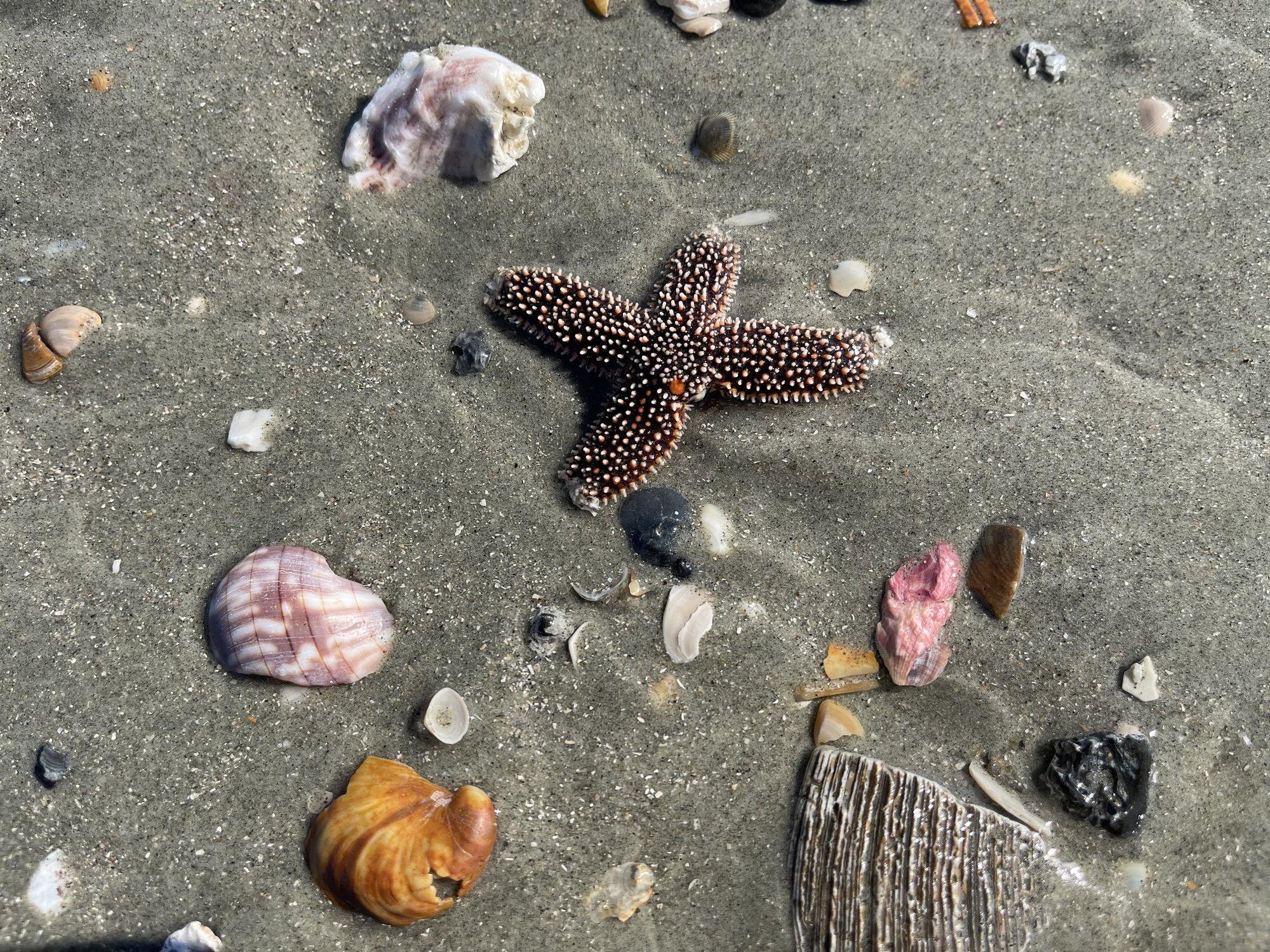 Picture of Beach Day