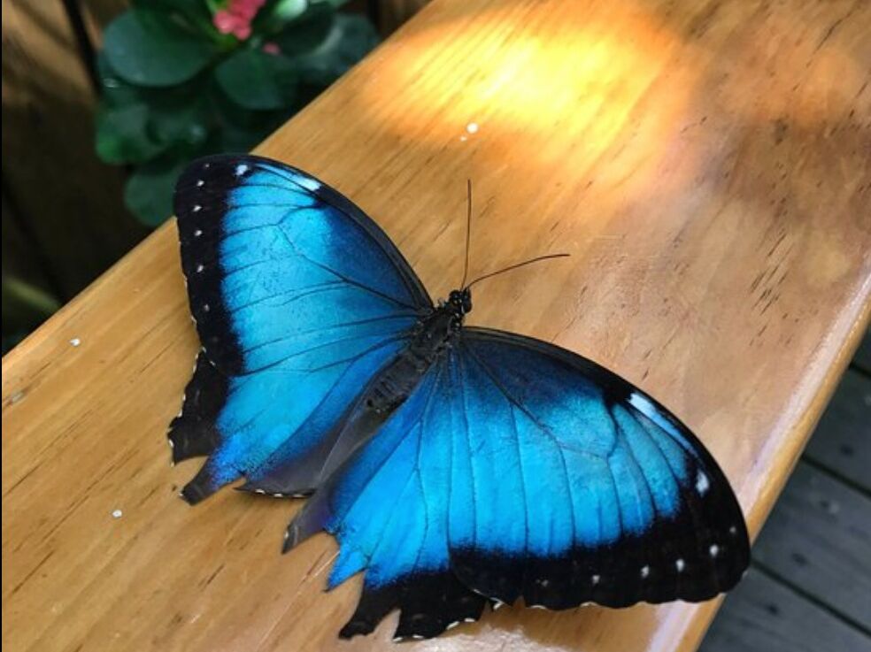 Picture of The Key West Butterfly and Nature Conservatory