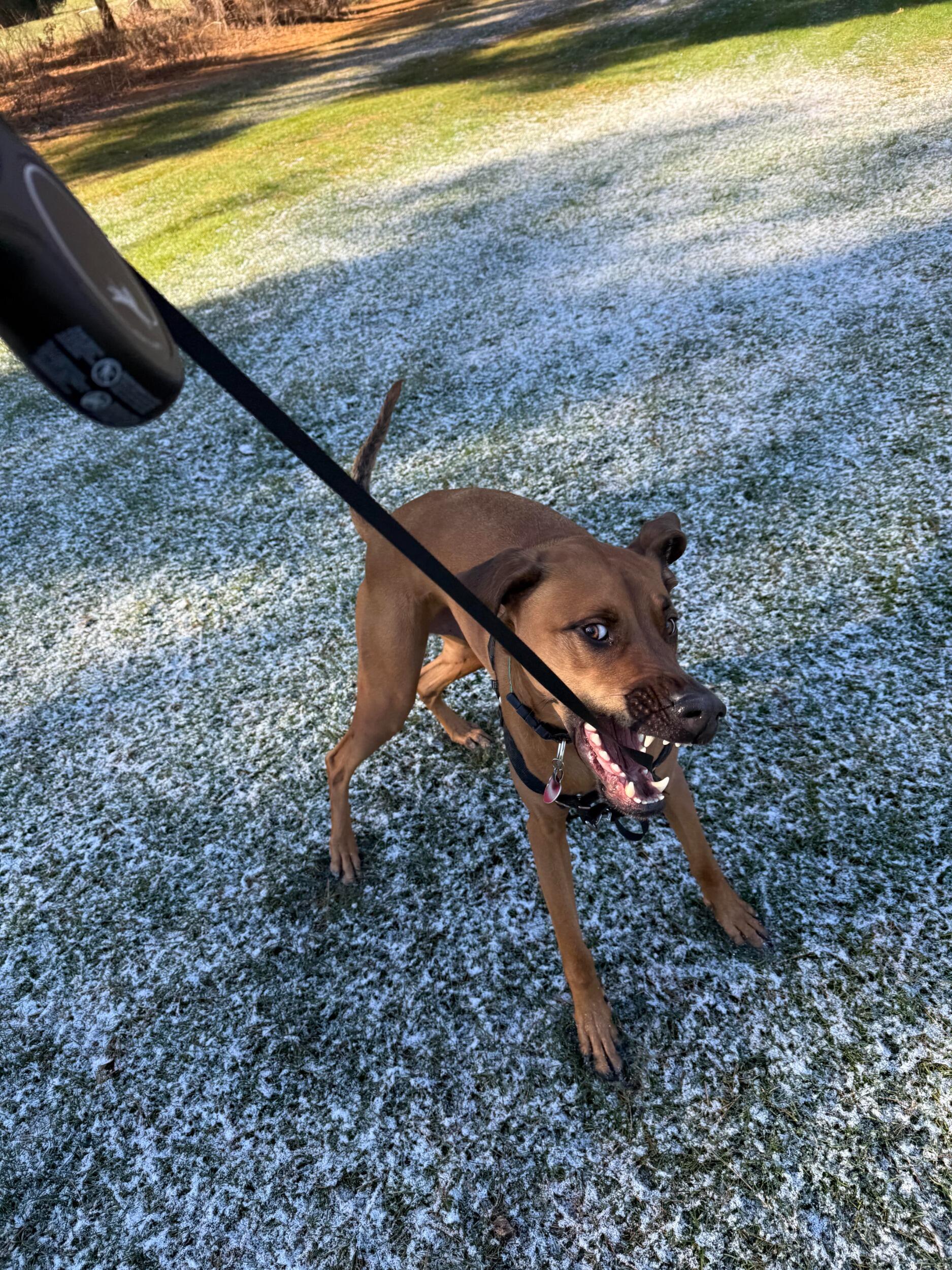 Scooby is still doing well