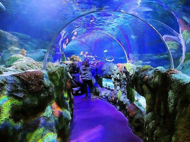Picture of SEA LIFE Charlotte-Concord