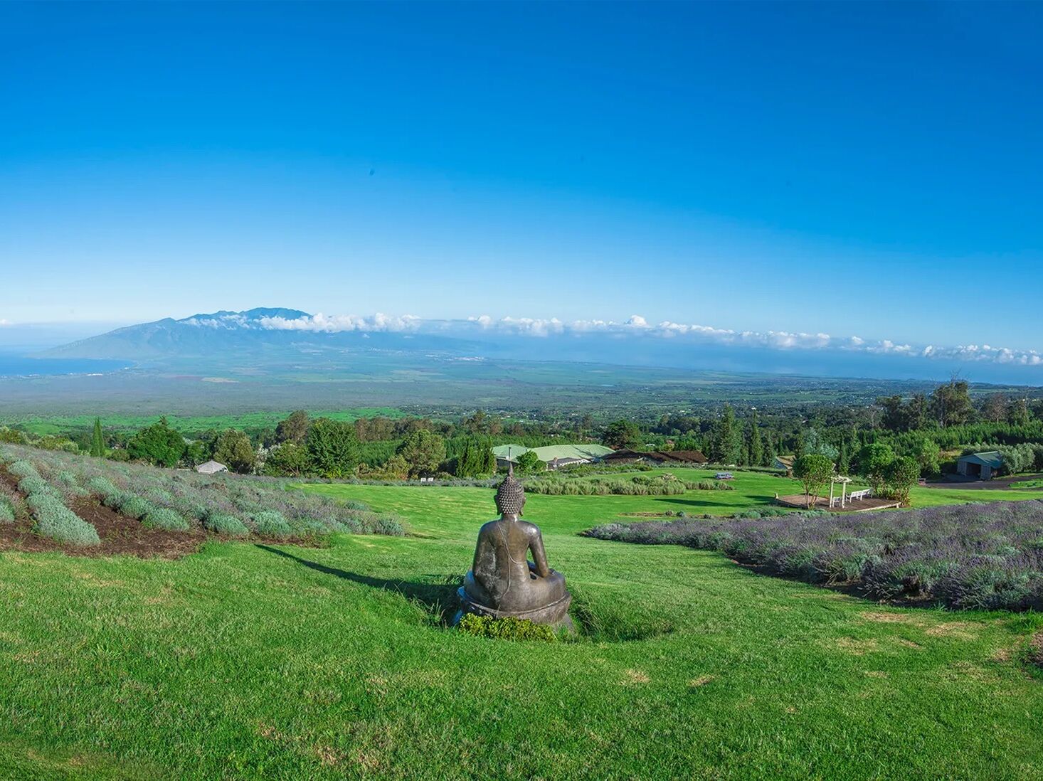 Picture of Ali'i Kula Lavender