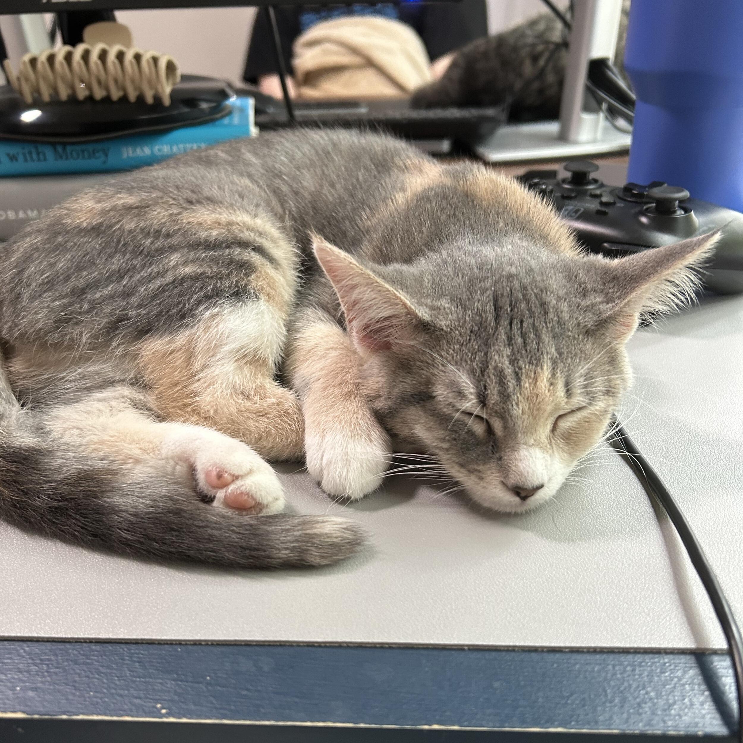 The next year we added Maomao to the family so Komi could have a sister and play buddy! She is very silly, energetic and makes sure we wake up precisely at 6am every day! 