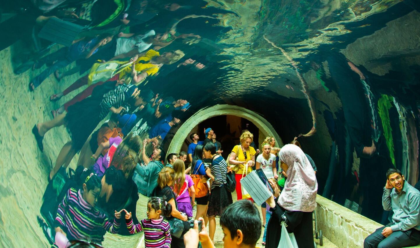 Picture of The Dallas World Aquarium