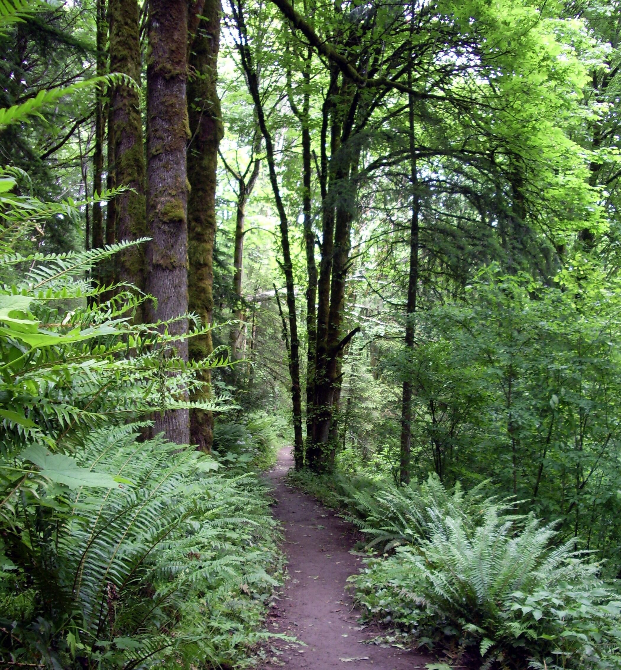 Picture of Forest Park