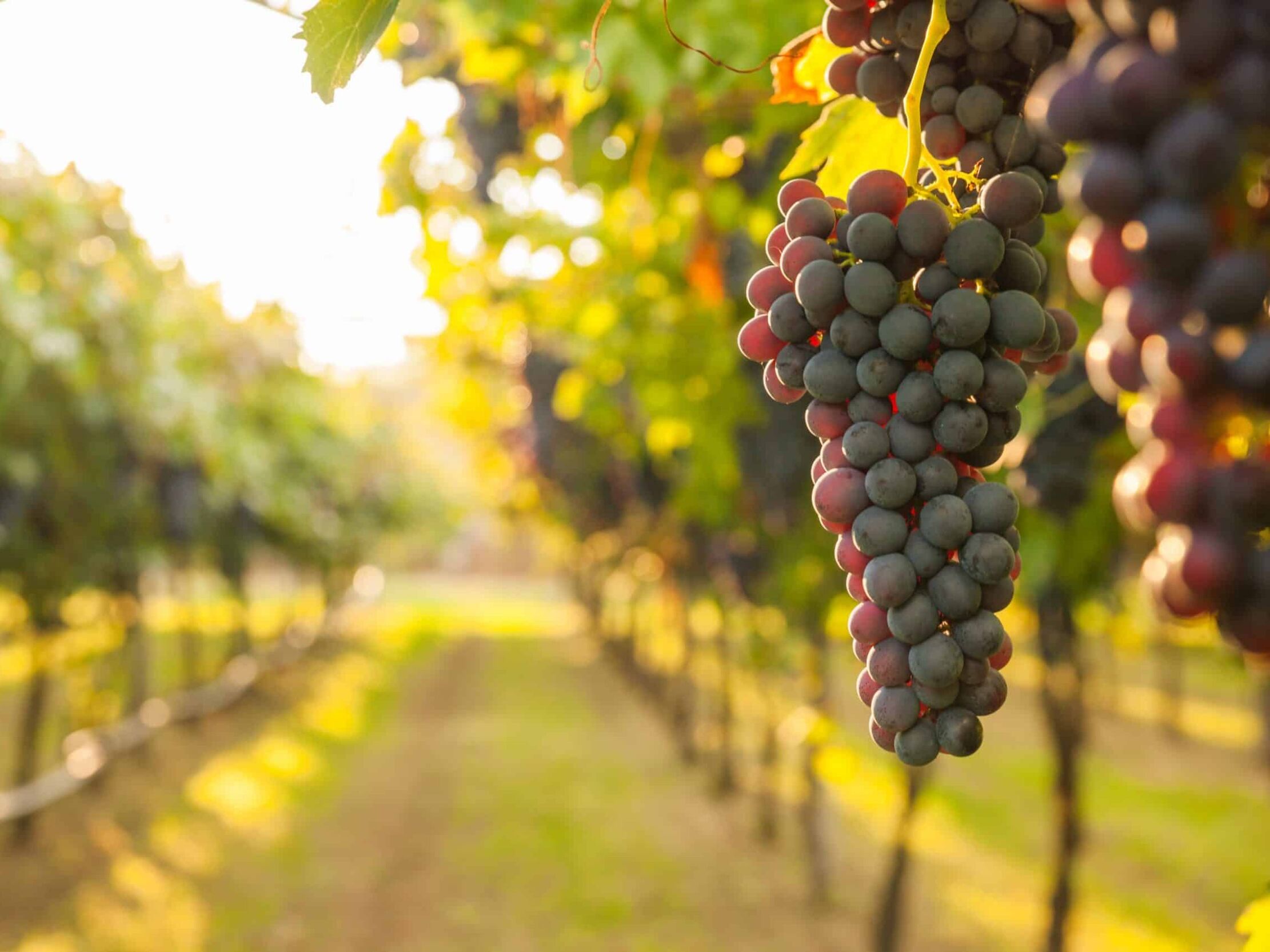 Picture of The Peculiar Winery