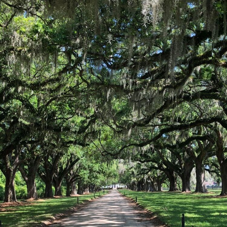 Picture of Boone Hall Plantation & Gardens