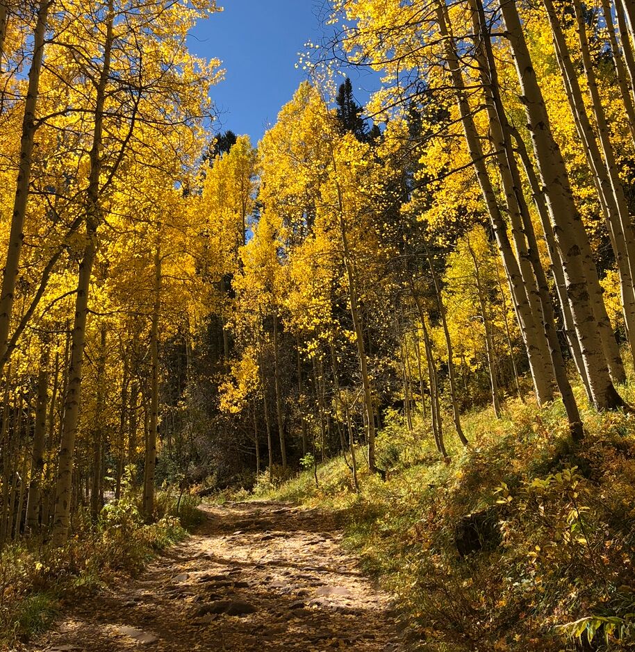 Picture of Bear Creek Trail