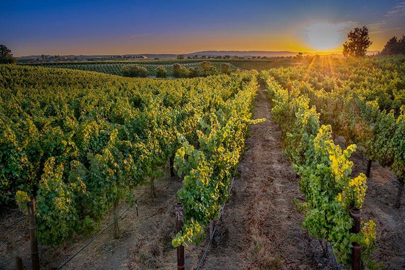 Picture of Livermore/Napa Wineries