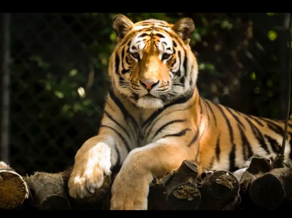Picture of Chattanooga Zoo