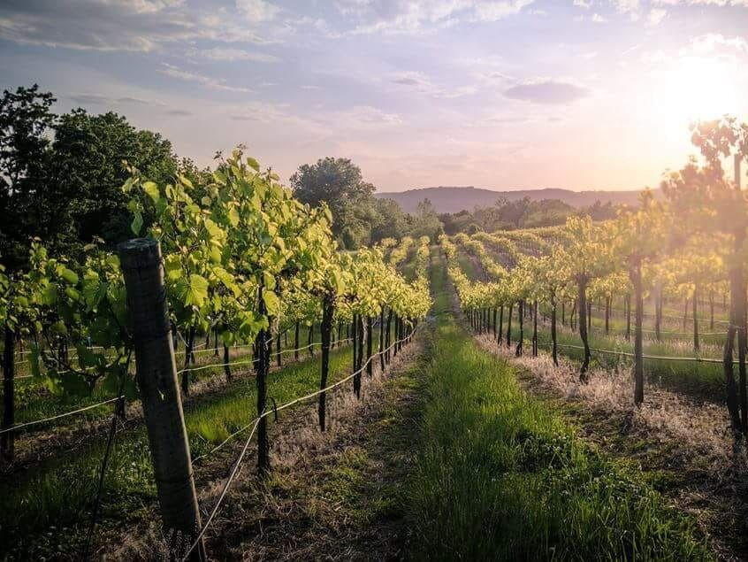 Picture of  Check out the wineries in Missouri wine country