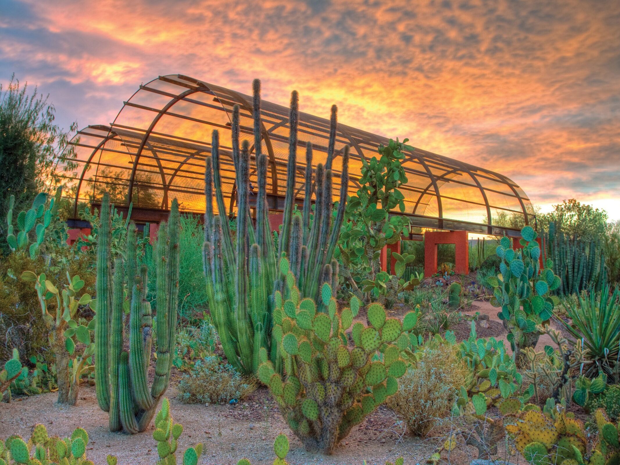 Picture of Desert Botanical Garden