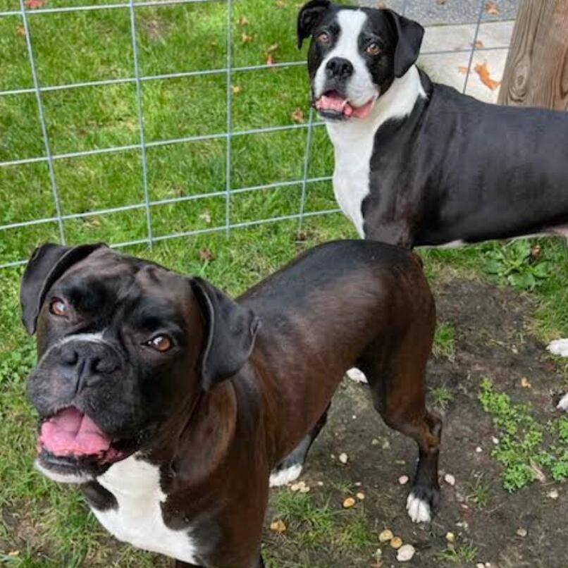 Picture of Duke & Duchess - Ring Bearers