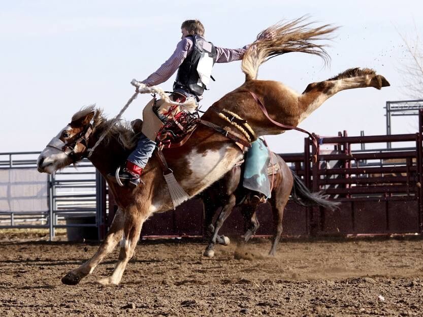 Picture of Wednesday June 4-  Rodeo!