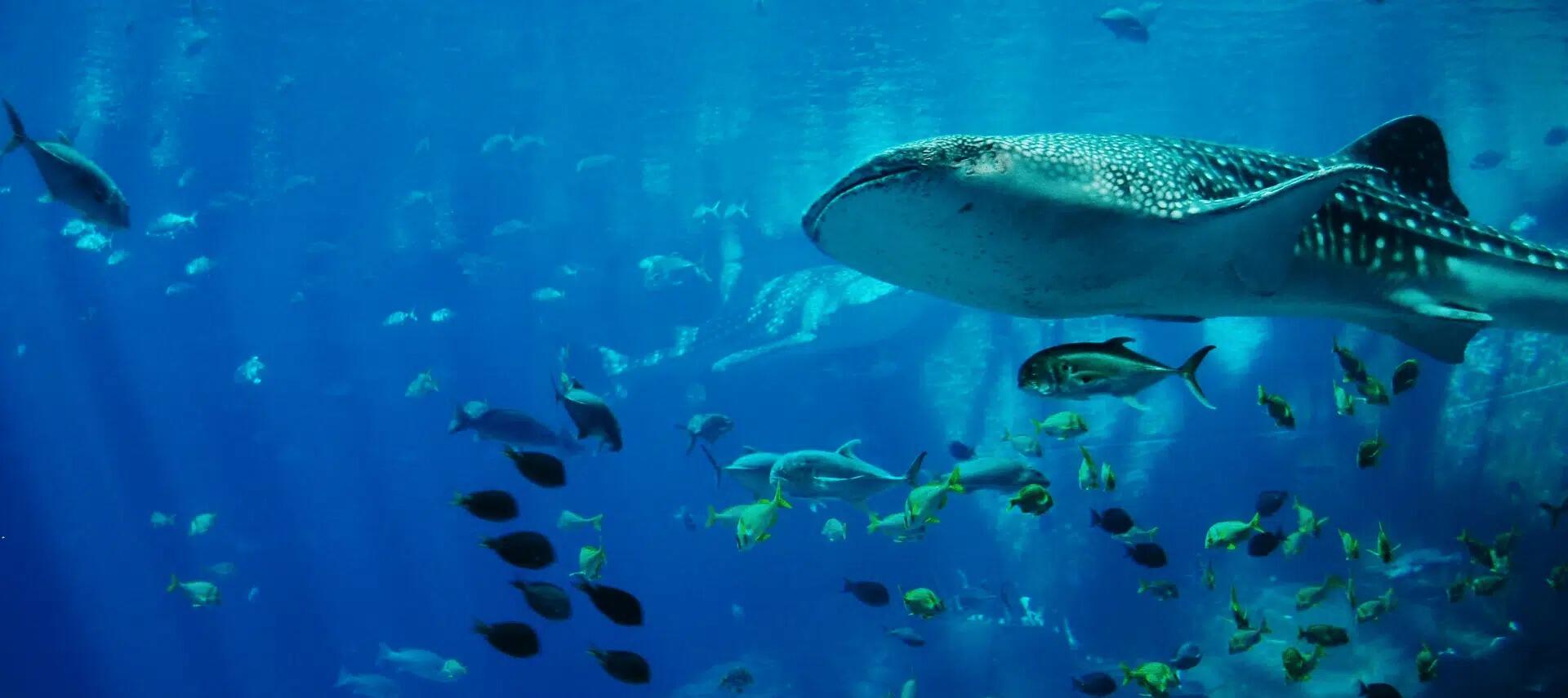 Picture of Monterey Bay Aquarium