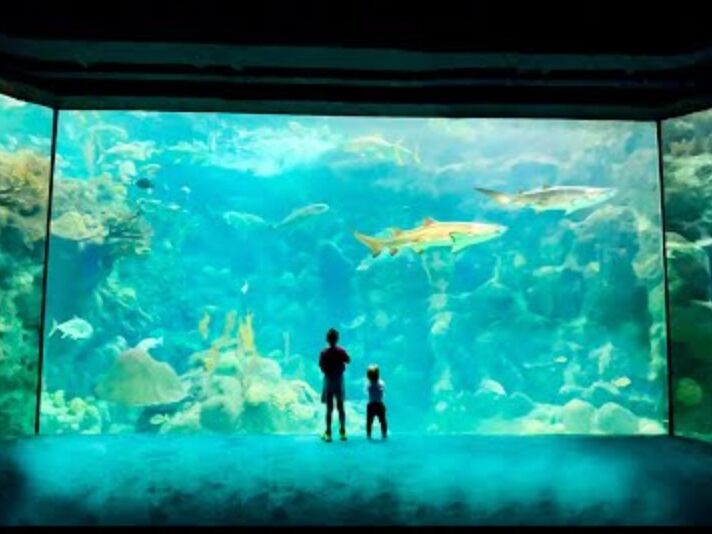 Picture of The Florida Aquarium