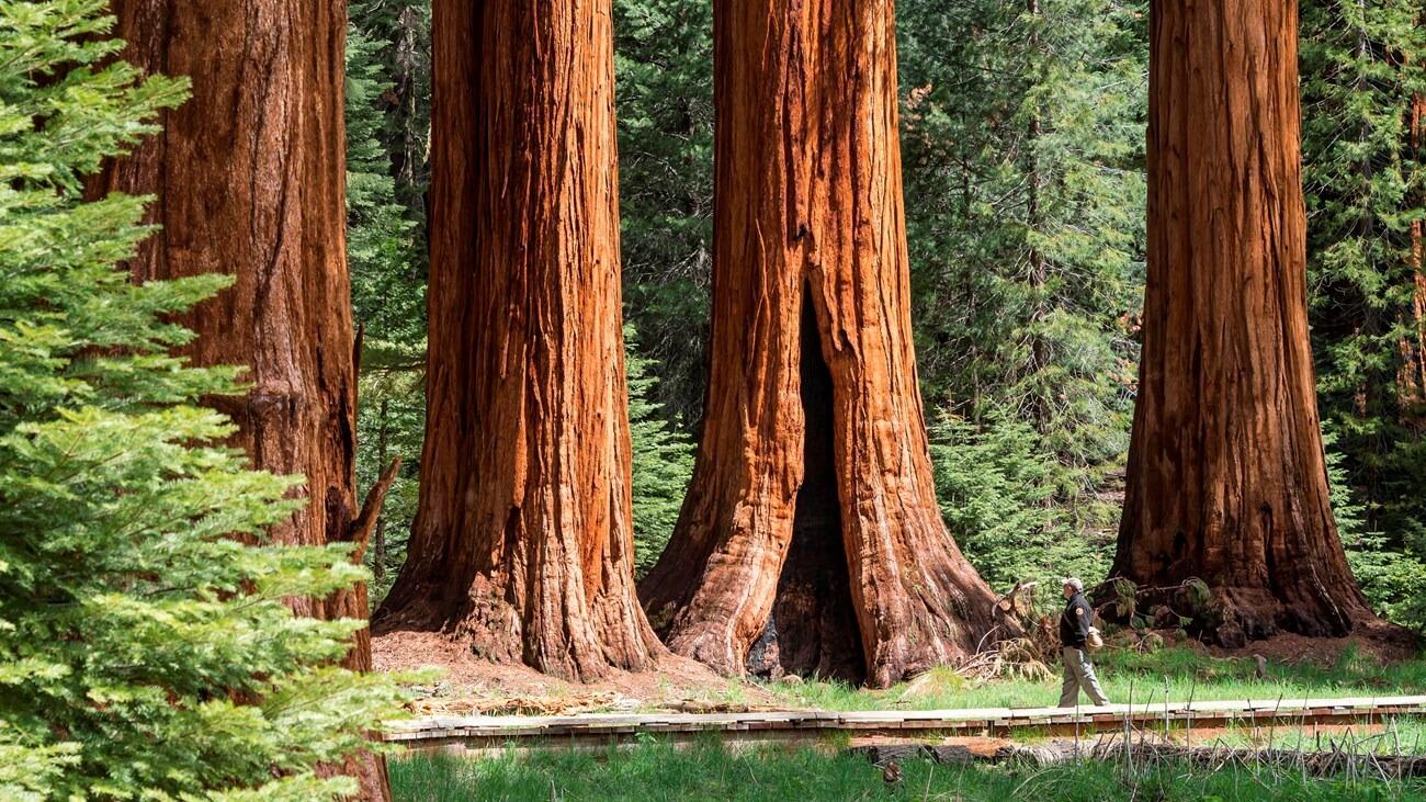 Picture of Sequoia National Park