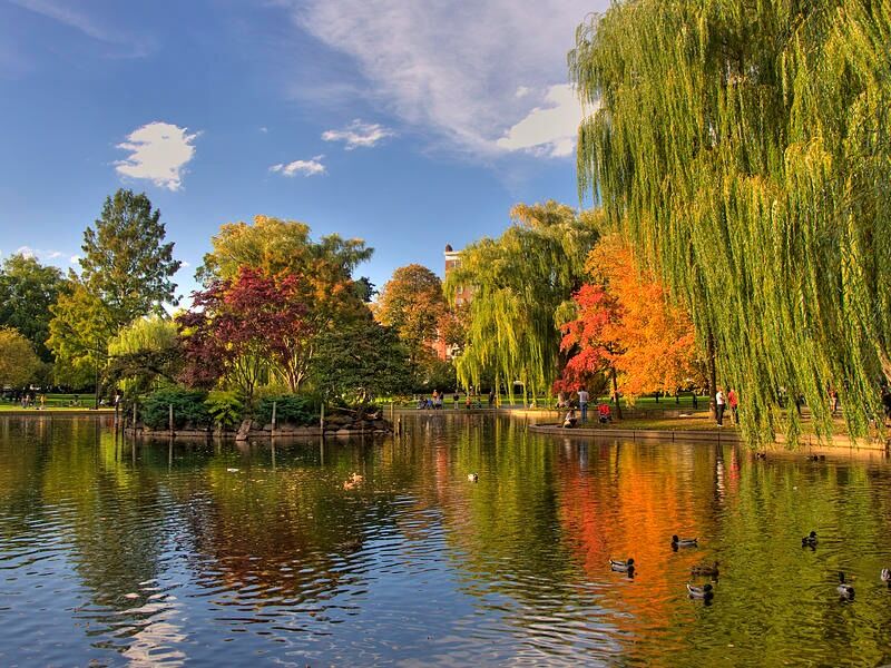 Picture of Boston Common